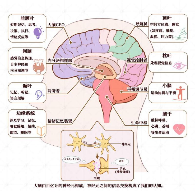 控制认知功能的脑结构